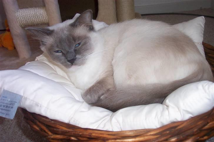 Blanding af racer Nova  - Min smukke mor , som er ragdoll . billede 9