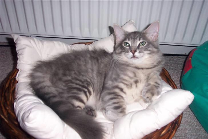 Blanding af racer Nova  - Alle kurvene skal prøves *s* billede 10