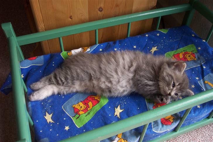 Blanding af racer Nova  - En dejlig blød dukkeseng til mig ..... billede 11