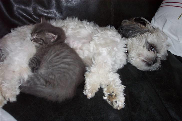 Blanding af racer Nova  - Hunden kan man også putte med ..... billede 12