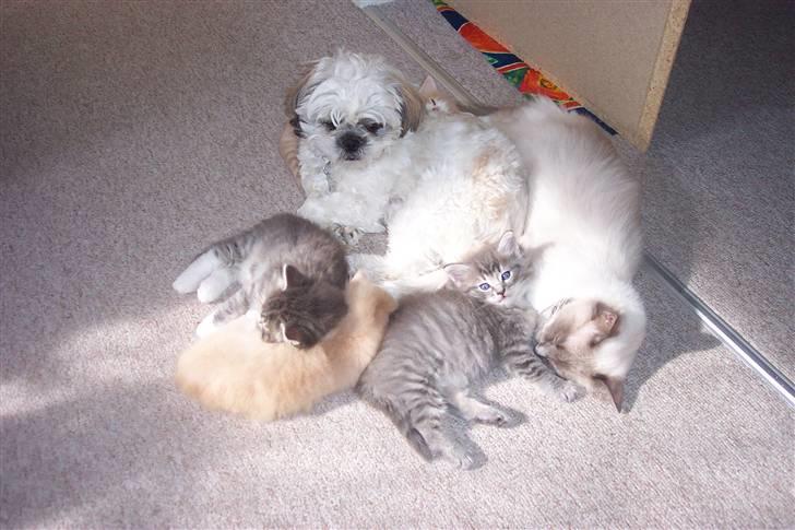 Blanding af racer Nova  - Fælles hygge ...... billede 13