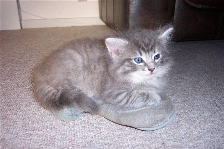 Blanding af racer Nova  - Så smuukkk ........ billede 14