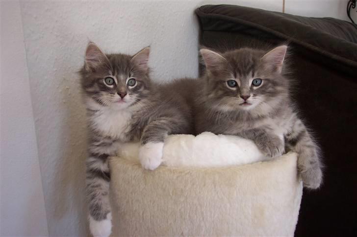 Blanding af racer Nova  - Min søster og mig ....... billede 15