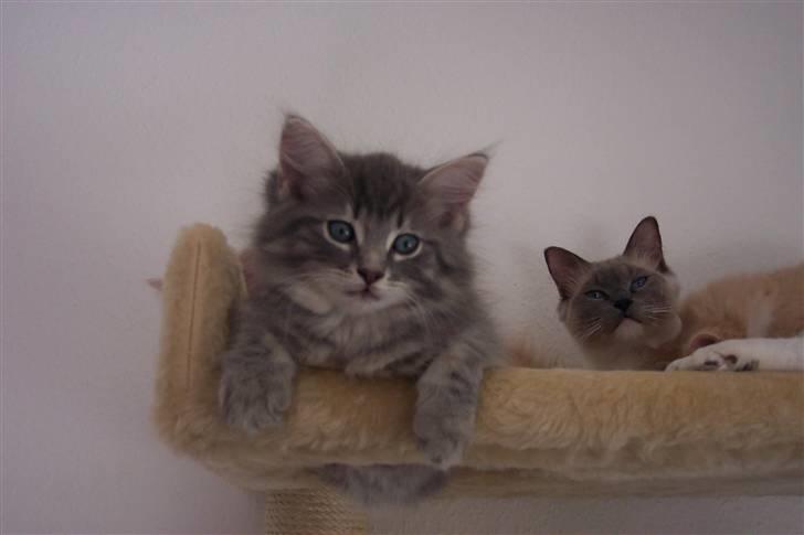 Blanding af racer Nova  - Mor Luna og mig Nova . billede 16