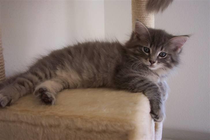 Blanding af racer Nova  - Tja ....... Mig ! billede 17