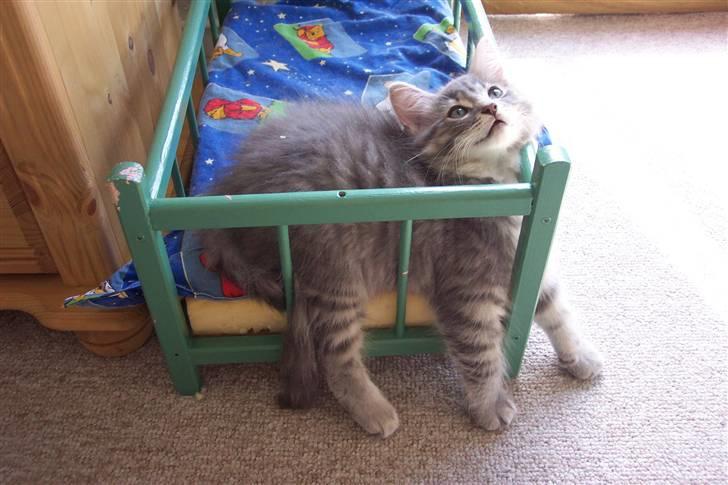 Blanding af racer Nova  - Sover bare tungt gg ...... billede 18