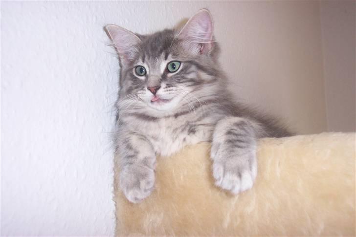 Blanding af racer Nova  - Her har man overblikket . billede 19