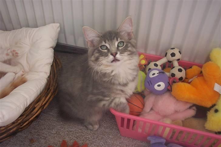 Blanding af racer Nova  - Skal vi lege *s*  billede 20