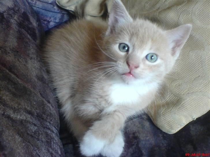 Blanding af racer Pjump - hej allesammen jeg hedder Pjump billede 1