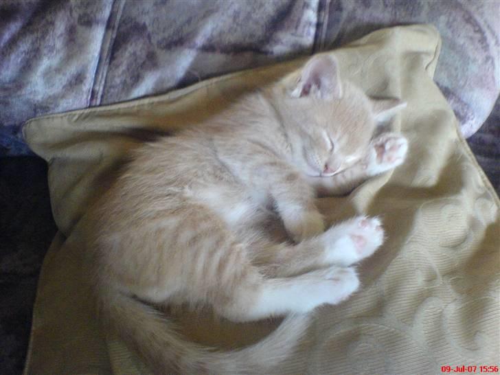 Blanding af racer Pjump - Fars løve sover billede 2