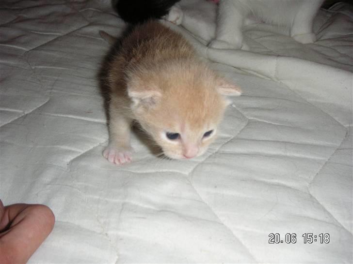 Blanding af racer Pjump billede 3