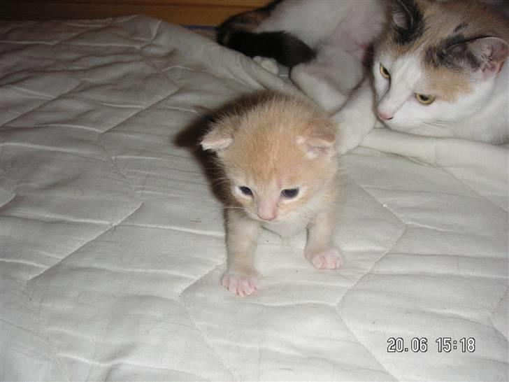 Blanding af racer Pjump billede 4