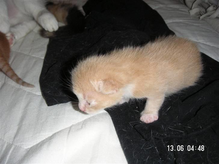 Blanding af racer Pjump billede 5