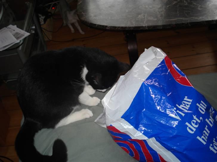 Huskat Miss Kitty - Har du godbidder i posen, mor? billede 9