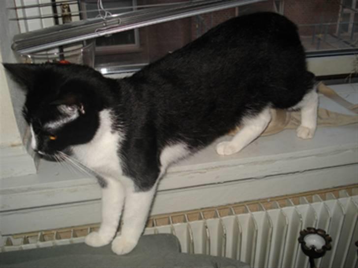 Huskat Miss Kitty billede 10