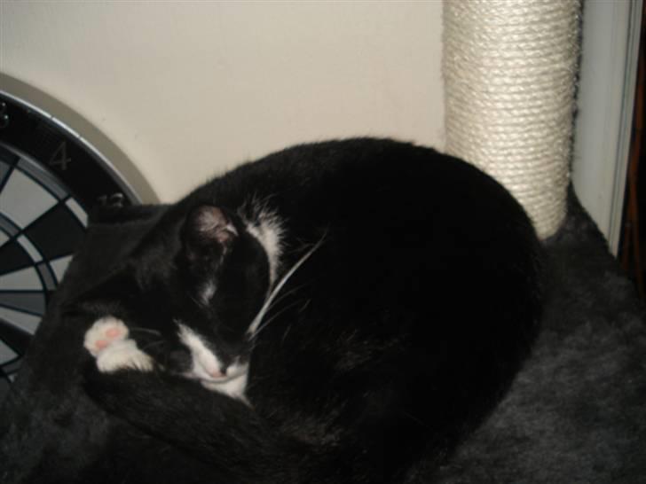 Huskat Miss Kitty - Kitty har erobret øverste køje på klatretræet :) billede 11