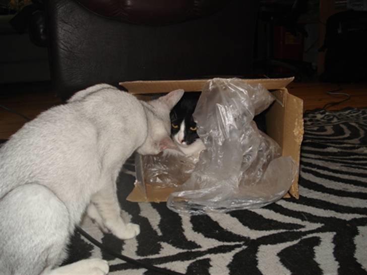 Huskat Miss Kitty - Lidt sjov med en kasse.. billede 12