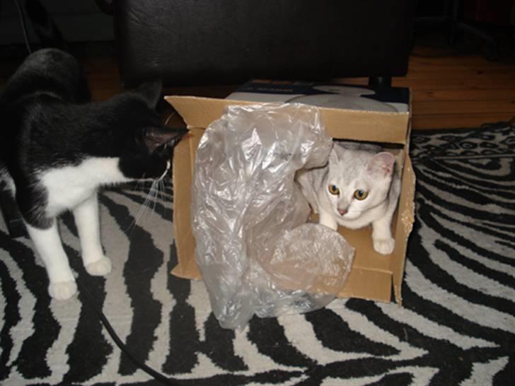 Huskat Miss Kitty - Det er bare det bedste legetøj i verden billede 13