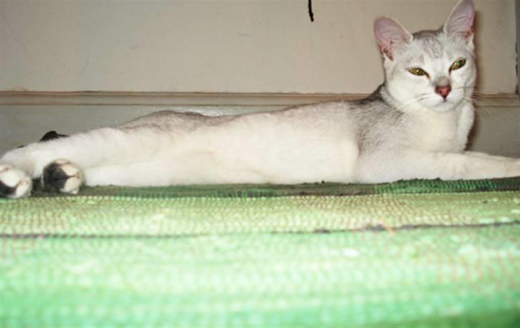 Burmilla Adela billede 14