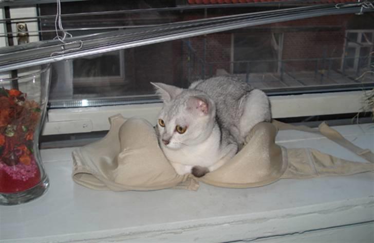 Burmilla Adela billede 15