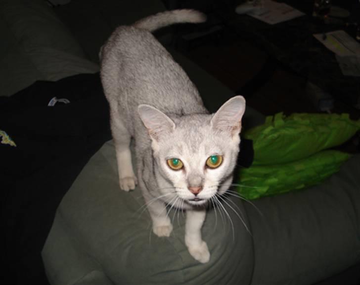 Burmilla Adela billede 17