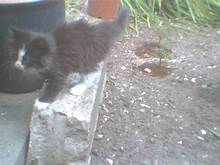 Huskat bertha - Berthas killing bumbum den er født den 10-5-2007 billede 10