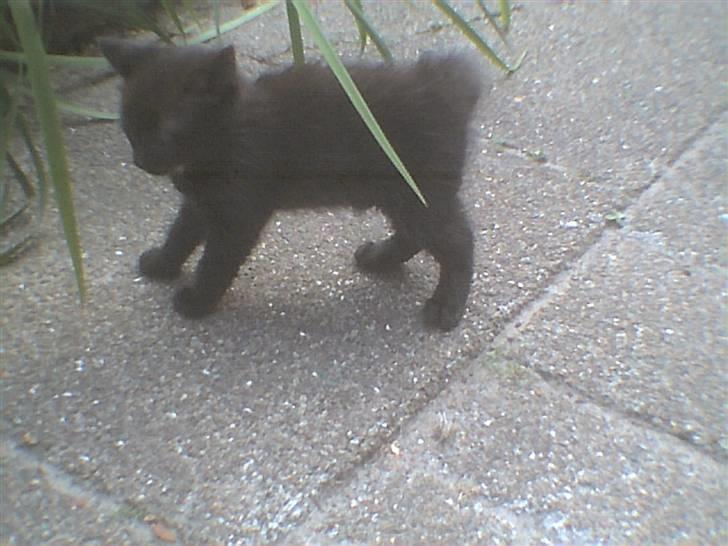 Huskat bertha - Berthas 2 killing dingding den  er født den 10-5-2007 billede 11