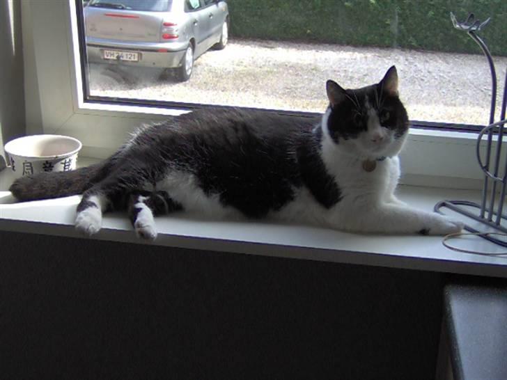 Huskat Bastian R.I.P. - det her er min vindueskarm og jeg nyder at ligge her... billede 1