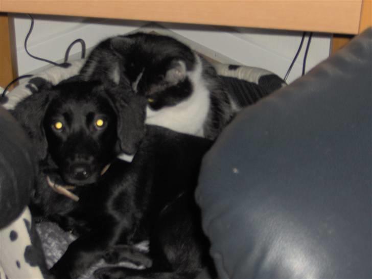 Huskat Bastian R.I.P. - Bastian hygger i hundekurven med vores hund Daisy billede 2