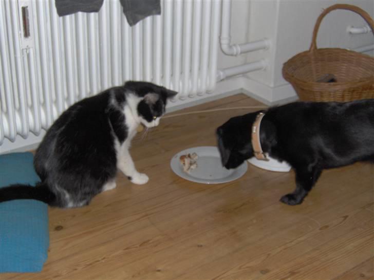 Huskat Bastian R.I.P. - åh åh kan jeg også få lov at få lidt???? billede 3