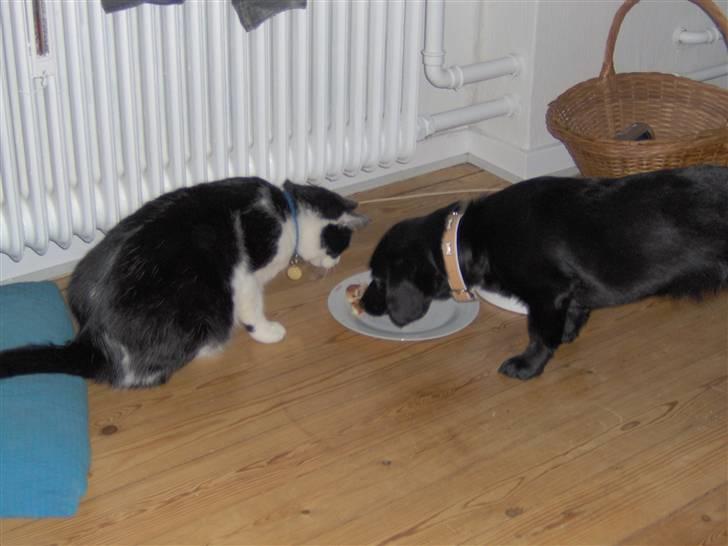 Huskat Bastian R.I.P. - Bastian prøver om han kan tiltuske sig lidt fra Daisys tallerken... billede 4