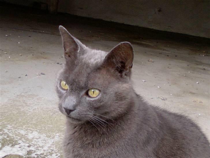 Huskat Figaro  - hovedbillede. billede 20