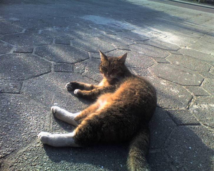 Huskat Tikki - Tikki liger og nyder solen NYT billede 12