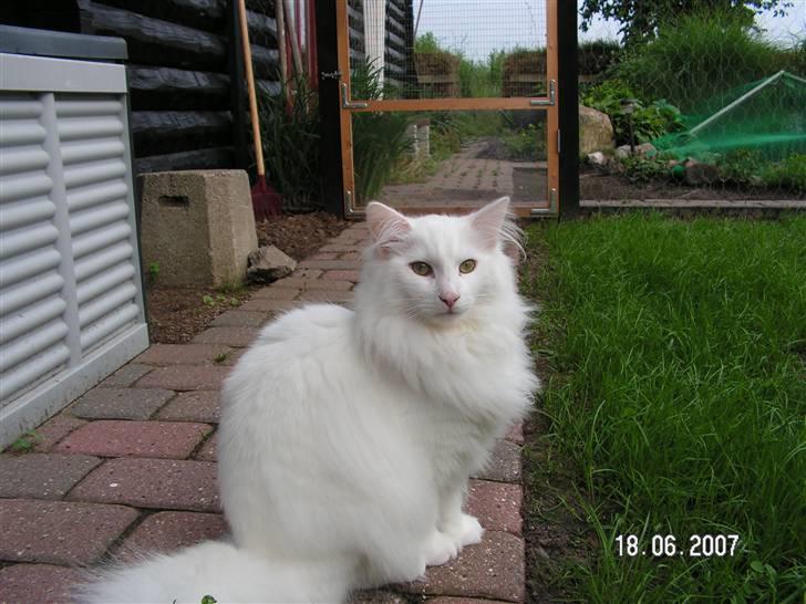 Norsk Skovkat Charla cats Toulouse,Ozzy billede 13