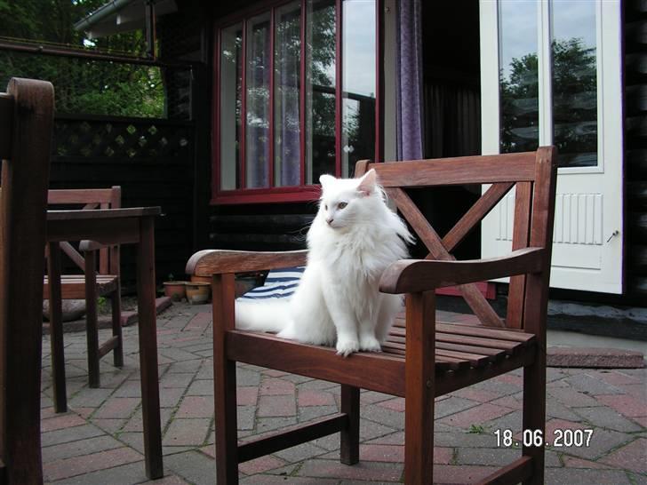 Norsk Skovkat Charla cats Toulouse,Ozzy billede 14