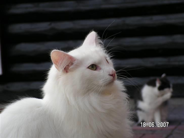 Norsk Skovkat Charla cats Toulouse,Ozzy billede 15