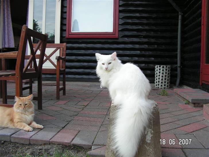 Norsk Skovkat Charla cats Toulouse,Ozzy billede 16