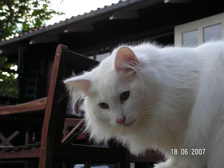 Norsk Skovkat Charla cats Toulouse,Ozzy billede 17