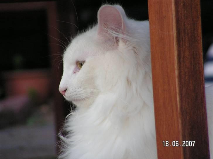 Norsk Skovkat Charla cats Toulouse,Ozzy billede 18