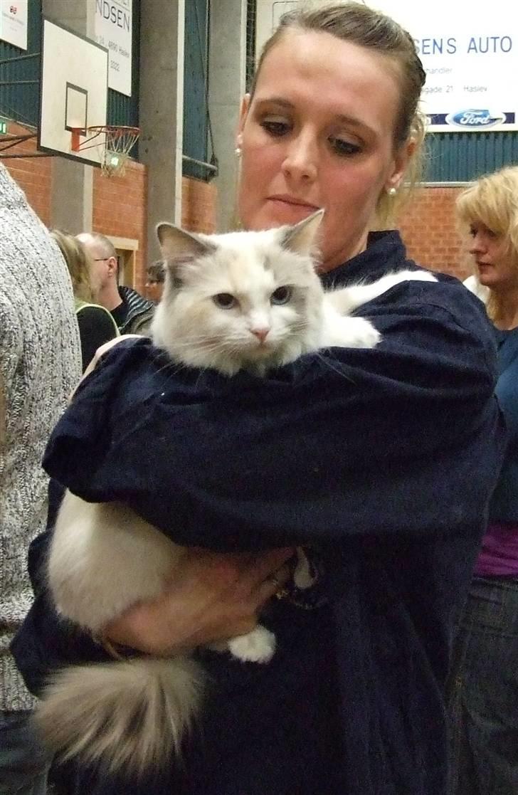 Ragdoll SP. Wrendsted Celinea DSM - Celinea på mors arm til Haslev udstillingen 3 Feb. 2008 billede 10