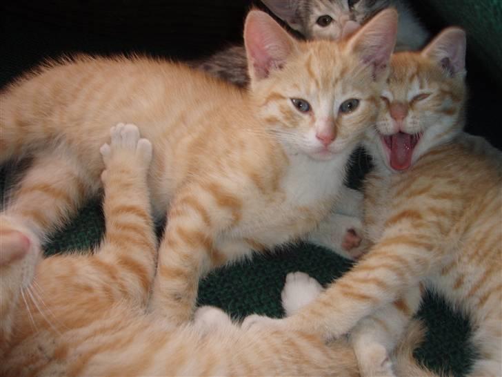 Huskat Frøken Futte - Sammen med min brøder og søster :o) billede 5