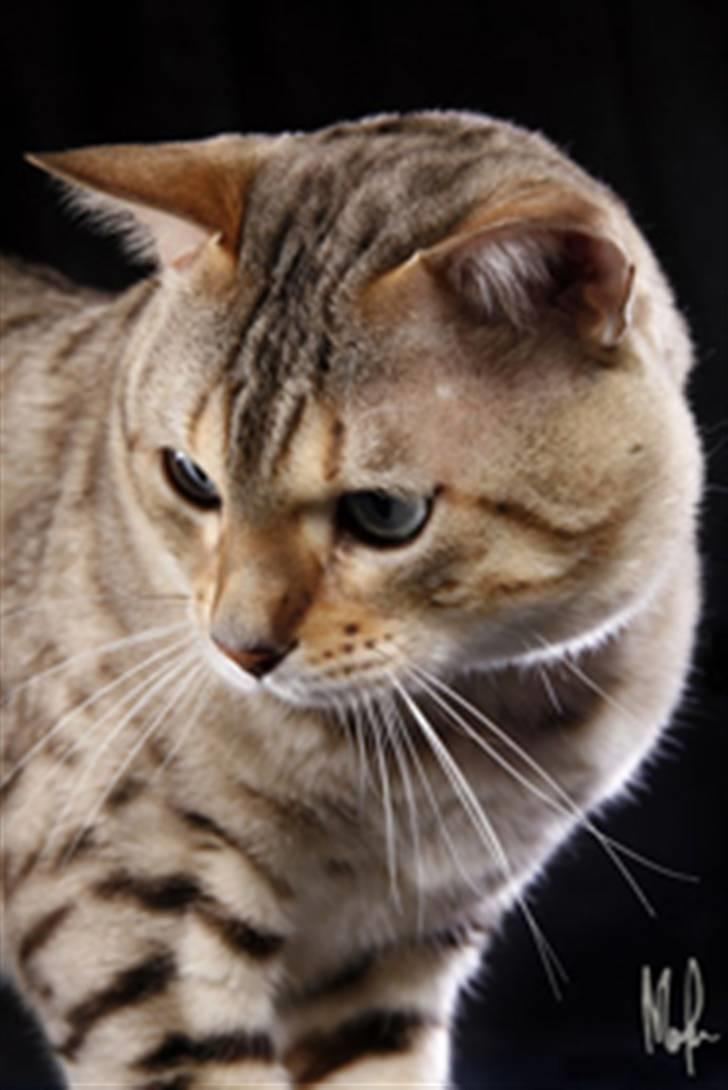 Bengal EC Leopardette´s Atlas - Nya bilder!! På min sista utställning blev jag EC - Europachampion!! Jag är SÅ stolt - å mina människor oxå! billede 12