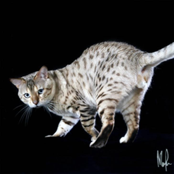 Bengal EC Leopardette´s Atlas billede 13