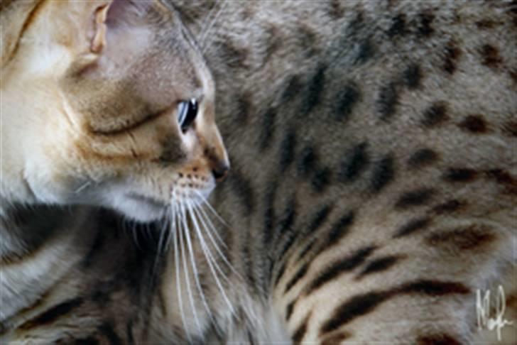 Bengal EC Leopardette´s Atlas billede 14