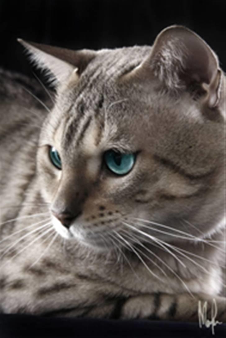 Bengal EC Leopardette´s Atlas - De säger att jag har SÅ fina ögon så jag tänkte visa upp dom på ett svartvitt kort :-) billede 15