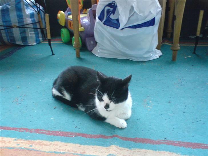 Huskat Kitty  billede 10