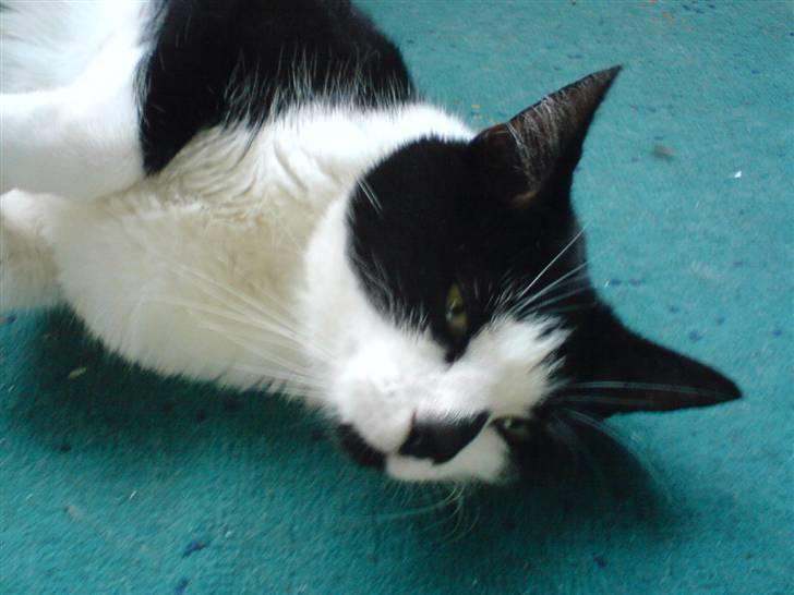 Huskat Kitty  billede 11