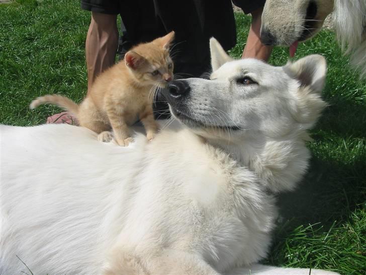 Huskat Krumme billede 18