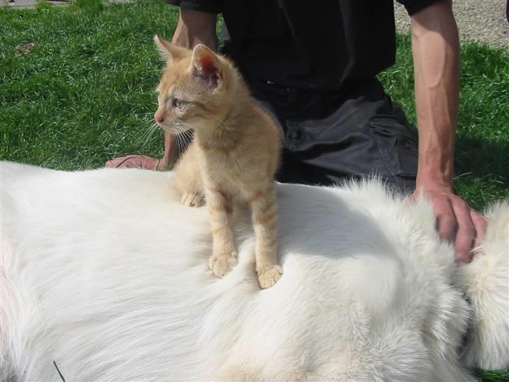 Huskat Krumme billede 19