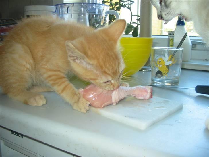 Huskat Krumme billede 20